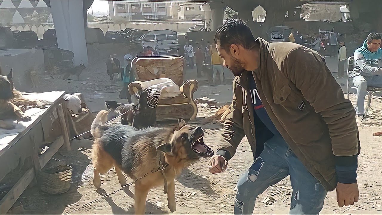 سوق الجمعة بالسيدة عائشة اسعار الكلاب بالتفصيل لبرادور روت كوكيجن بيتبول هاسكى دنواة مالينو چيرمن و