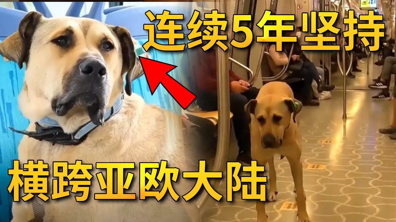 黄狗连续5年横跨亚欧大陆，当地政府都为它开绿灯，只因为它的故事让百万粉丝落泪！【小奶狗观影】
