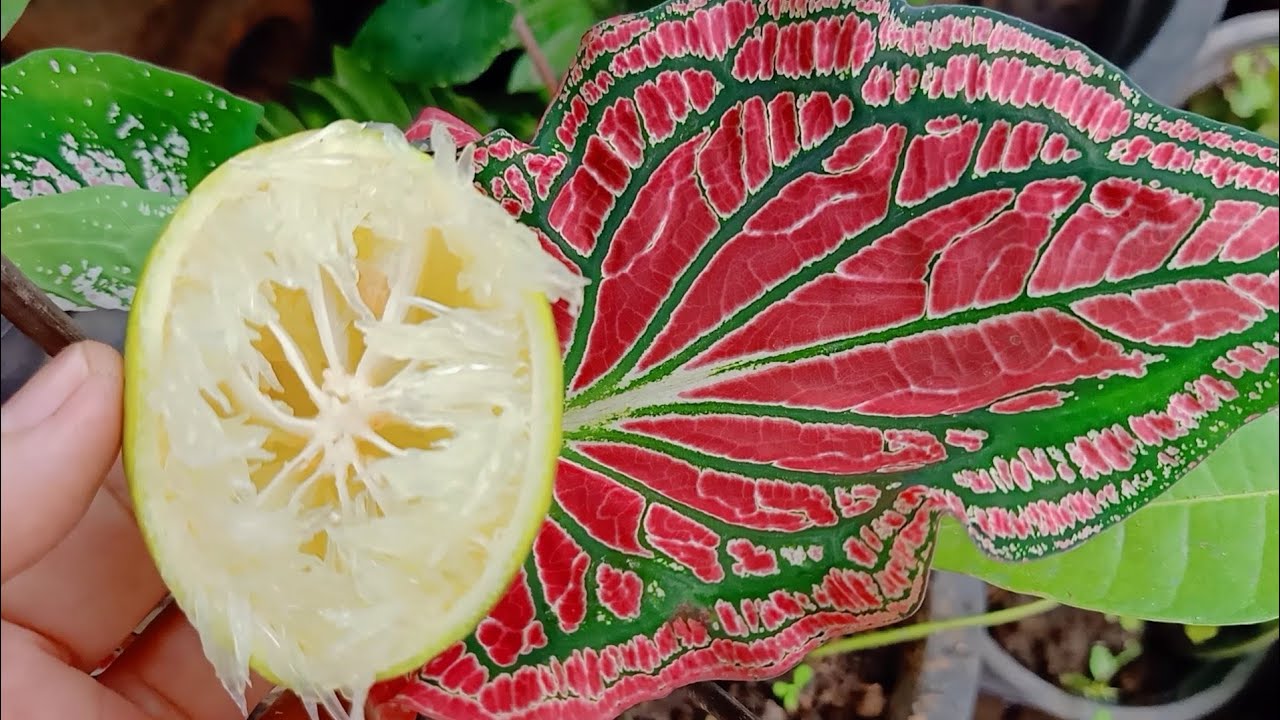 สุดตะลึง!! บอนสีงามจับใจ ซีกเดียวงามทั้งสวน
