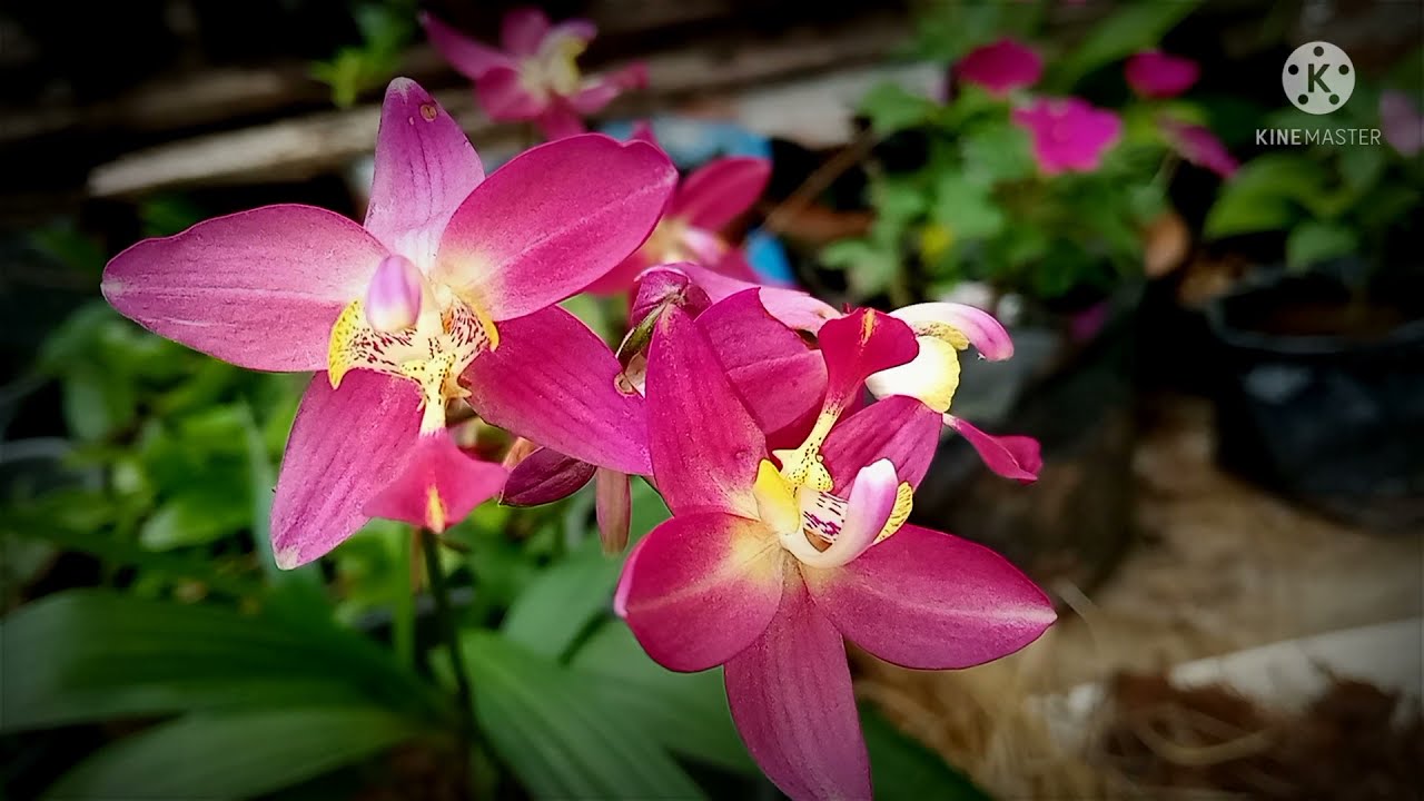 How to grow spathoglottis|ග්‍රවුන්ඩ් ඕකිඩ් මෙහෙම වැව්වොත් නම් මල් ගොඩයි#grownd orchids| how to grow