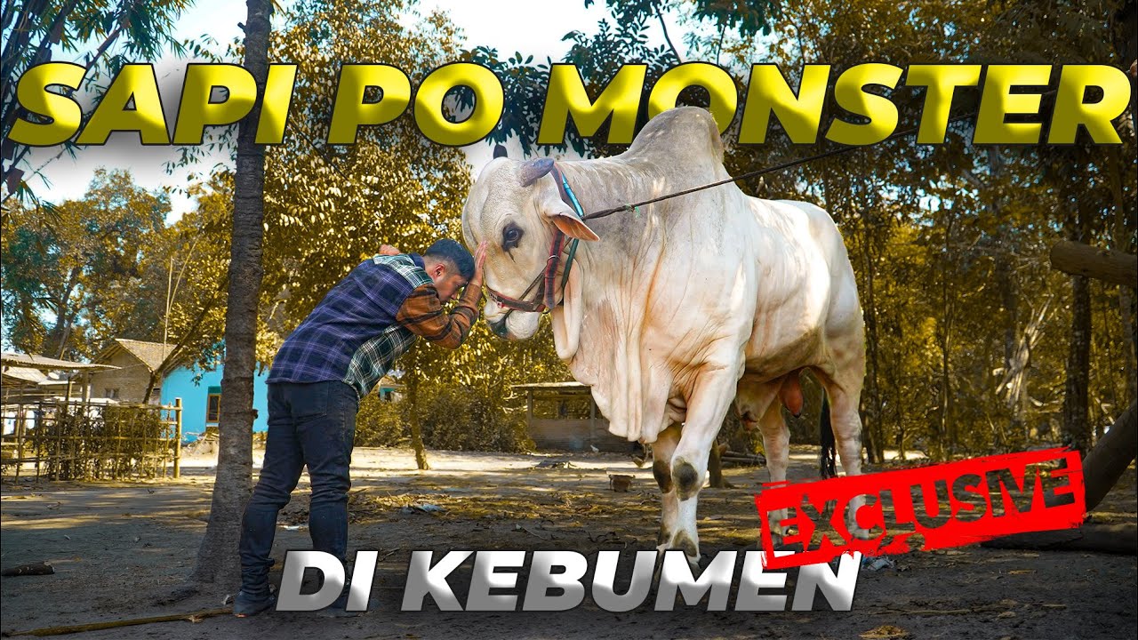 PERTAMA KALI HUNTING SAPI MONSTER..!! GUE BARU LIAT SAPI PO SETINGGI INI..!
