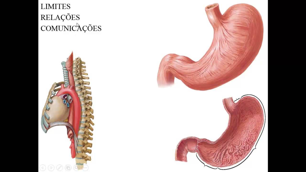SISTEMA DIGESTÓRIO PARTE 1 - INTRODUÇÃO E DEFINIÇÃO, ANATOMIA DA BOCA, FARINGE E ESÔFAGO