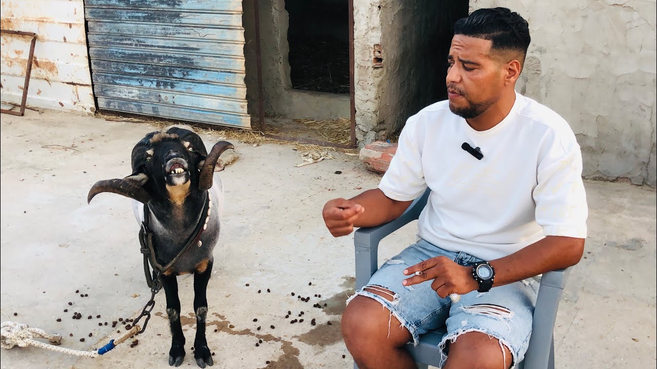 مسيرة بابا زين 🐏 8 مباريات في 4 أشهر 🇹🇳 مفجأة البطولة 🏆