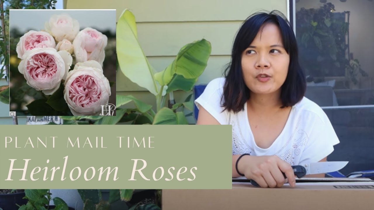 Plant Mail Time |Heirloom Roses