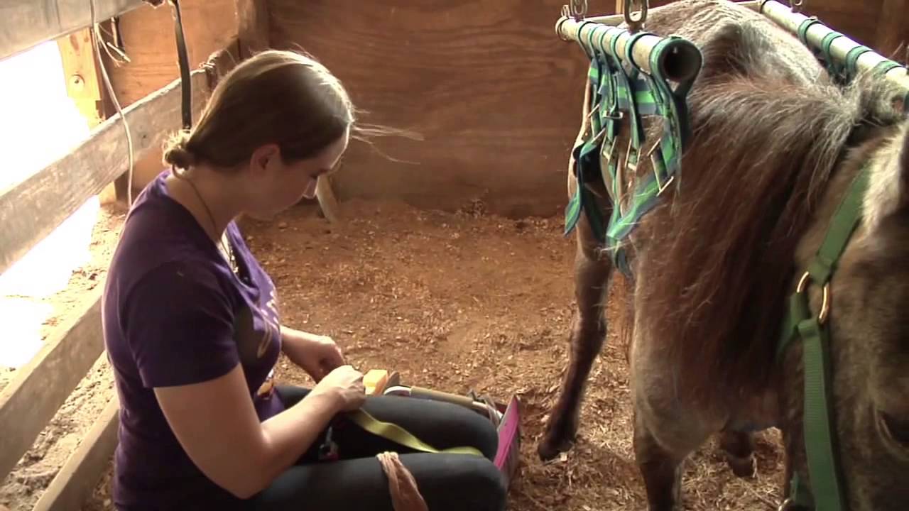 Baton Rouge Researcher Gets Horse Prosthetic Leg