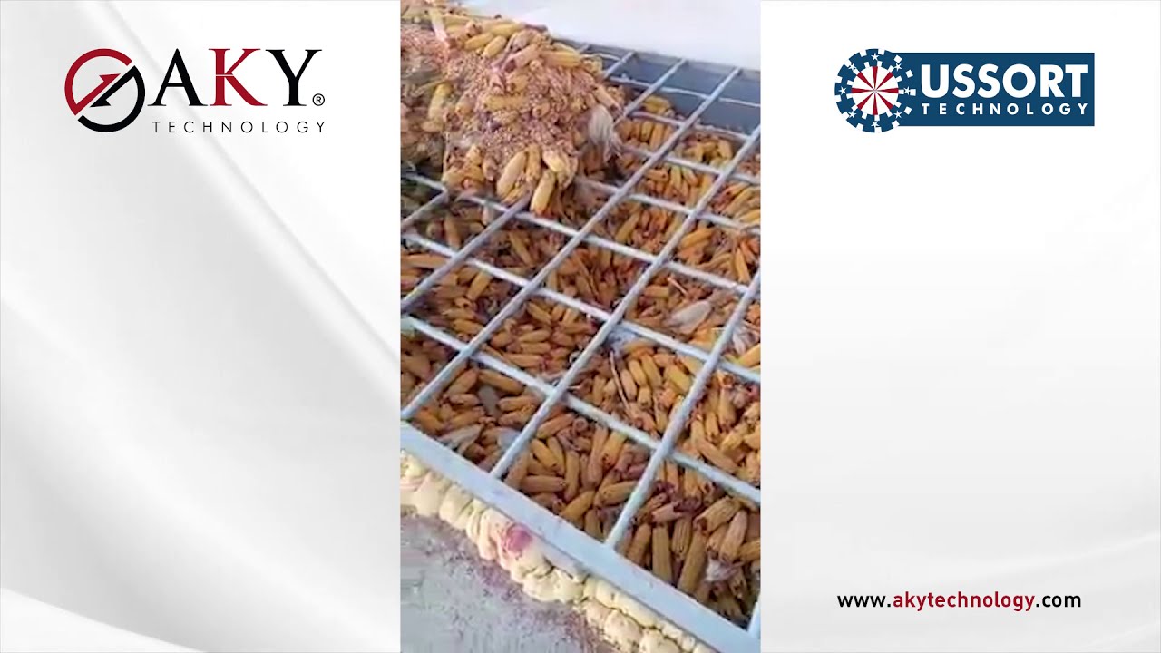 Mısır Taneleme Tesisi - AKY Technology