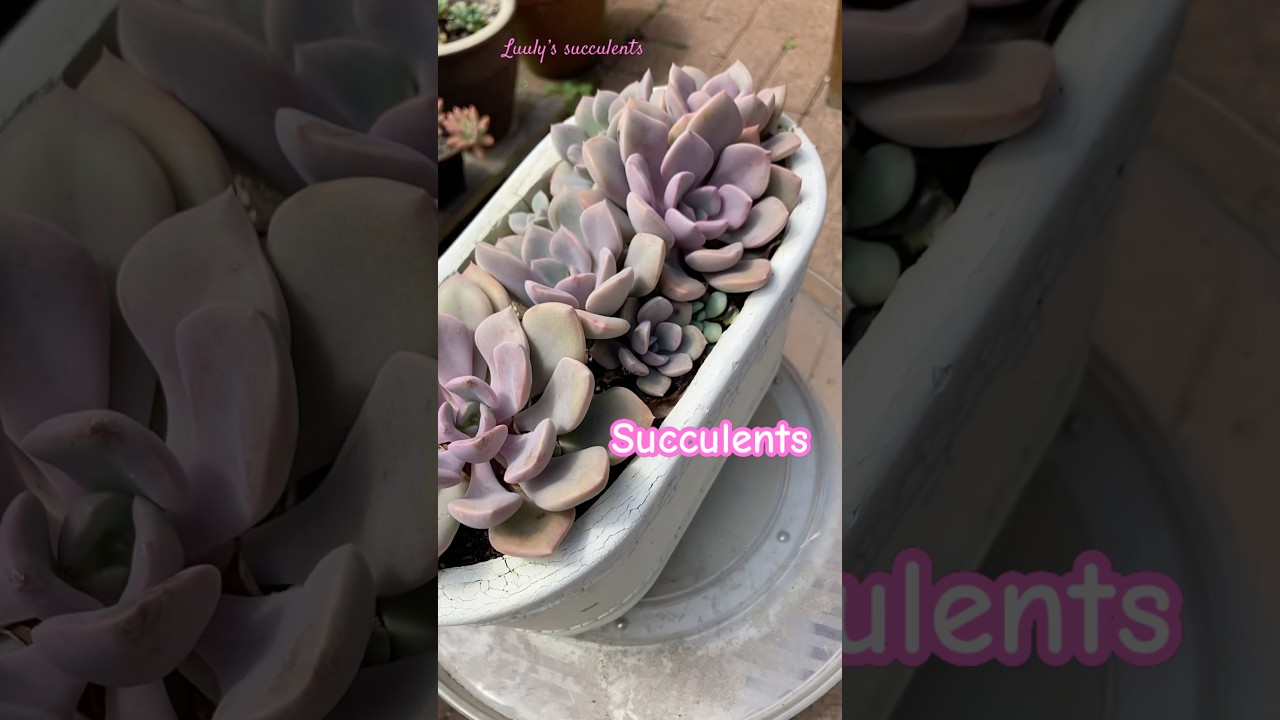 After repotting succulents- Kết quả thay đất sen đá #senda #succulent #plants #shorts
