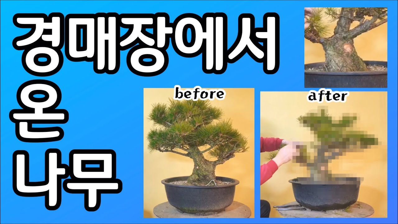 분재관리 76강 경매장에서 온 나무