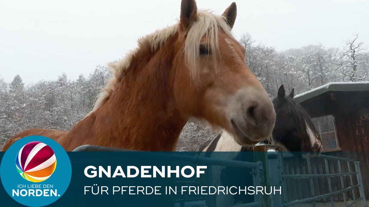 Corona-Krise: Gnadenhof für Pferde in Friedrichsruh geht das Geld aus