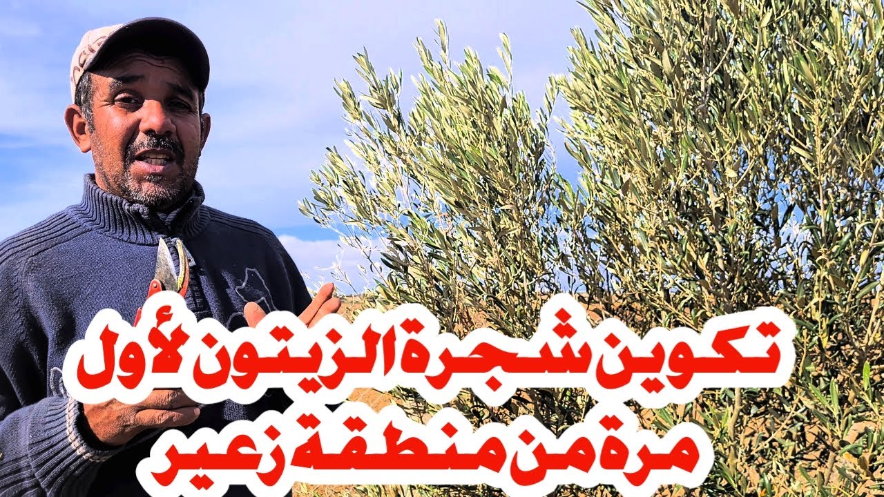 تكوين شجرة الزيتون بعمر سنتين لأول مرة من منطقة زعير