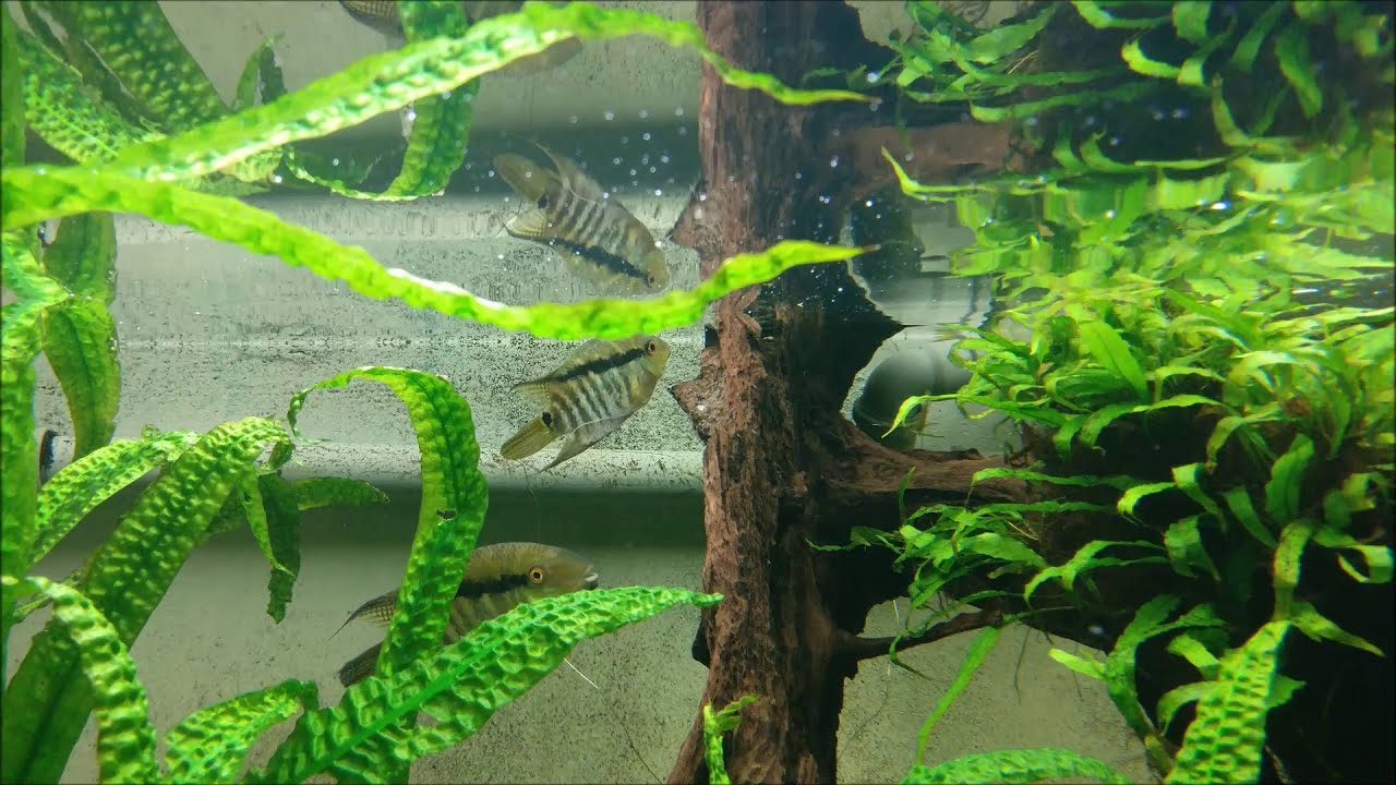 Flaggenbuntbarsche - bewachen ihre Jungfische
