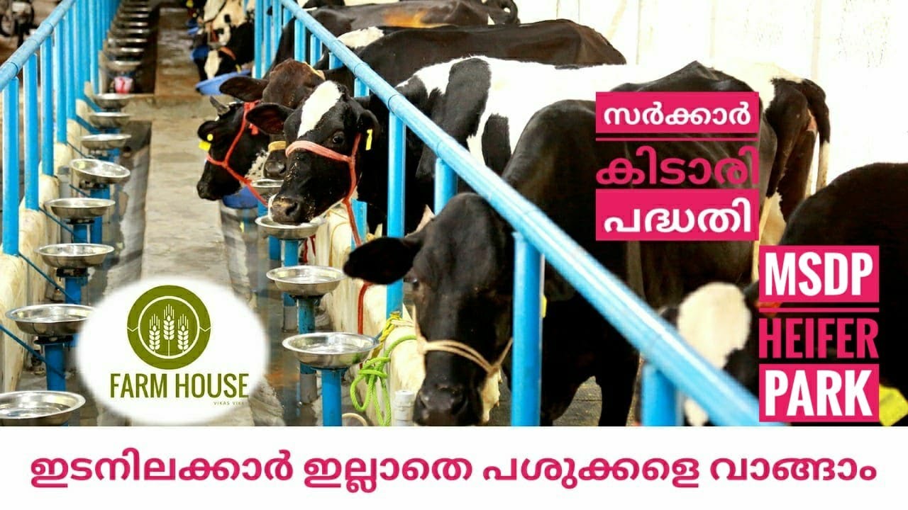 ഇടനിലക്കാർ ഇല്ലാതെ പശുക്കളെ കർഷകർക്ക് വാങ്ങാനുള്ള സർക്കാർ പദ്ധതി \ കിടാരി പാർക്ക്   msdp heifer park