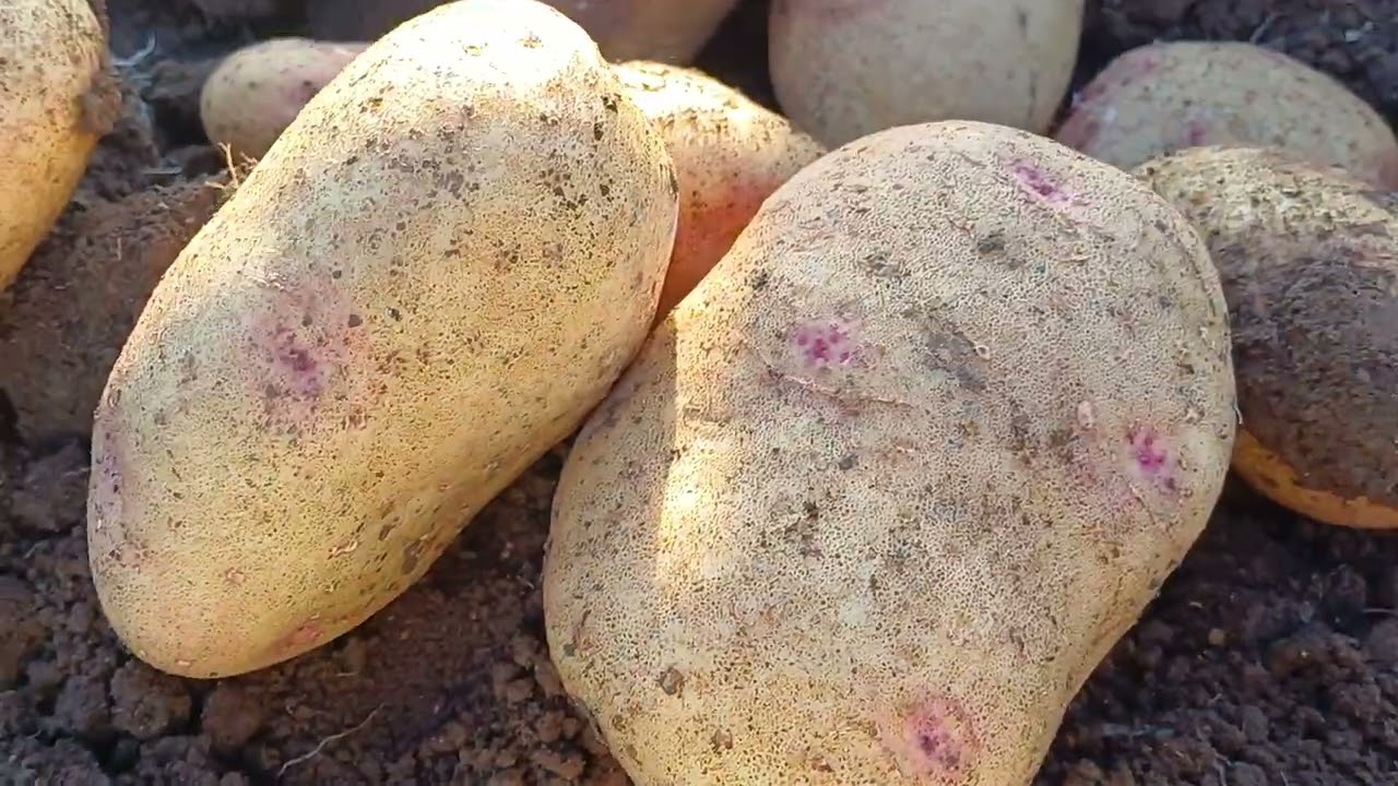 @التحجيم فى البطاطس مع عبدالفتاح جلال ٠٠٨٦٠٠٢٥٤ ٠١