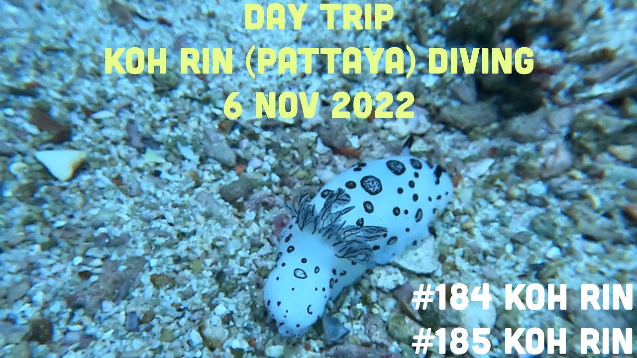6 Nov 2022 | Koh Rin (Pattaya) Diving | #184 Koh Rin #185 Koh Rin
