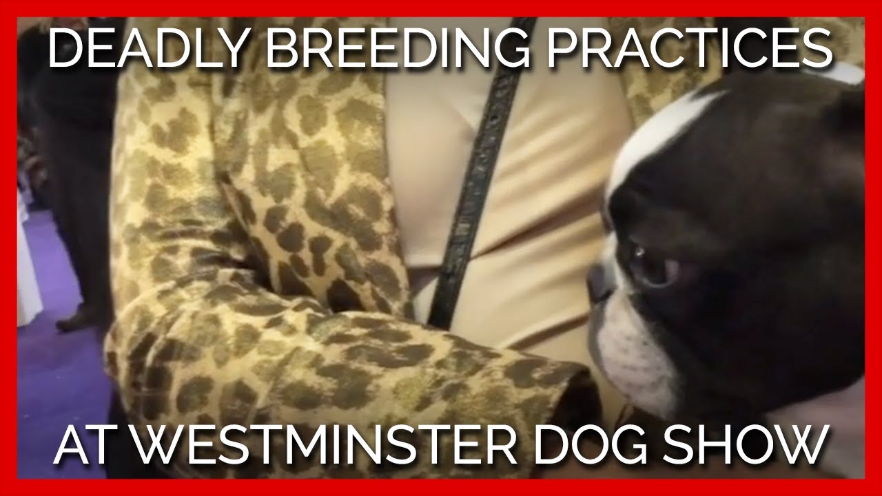 Westminster Dog Show Breeder Admits to Deadly Breeding Practices