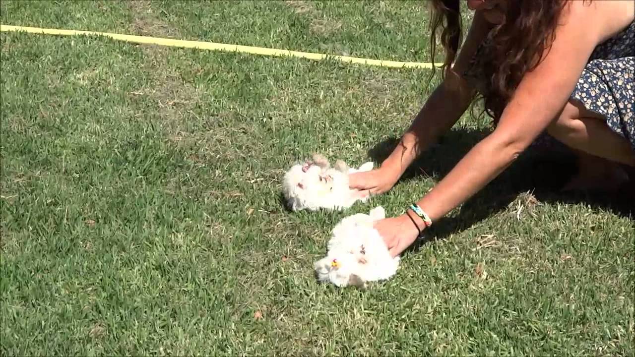 Cachorros de bichón maltés mini
