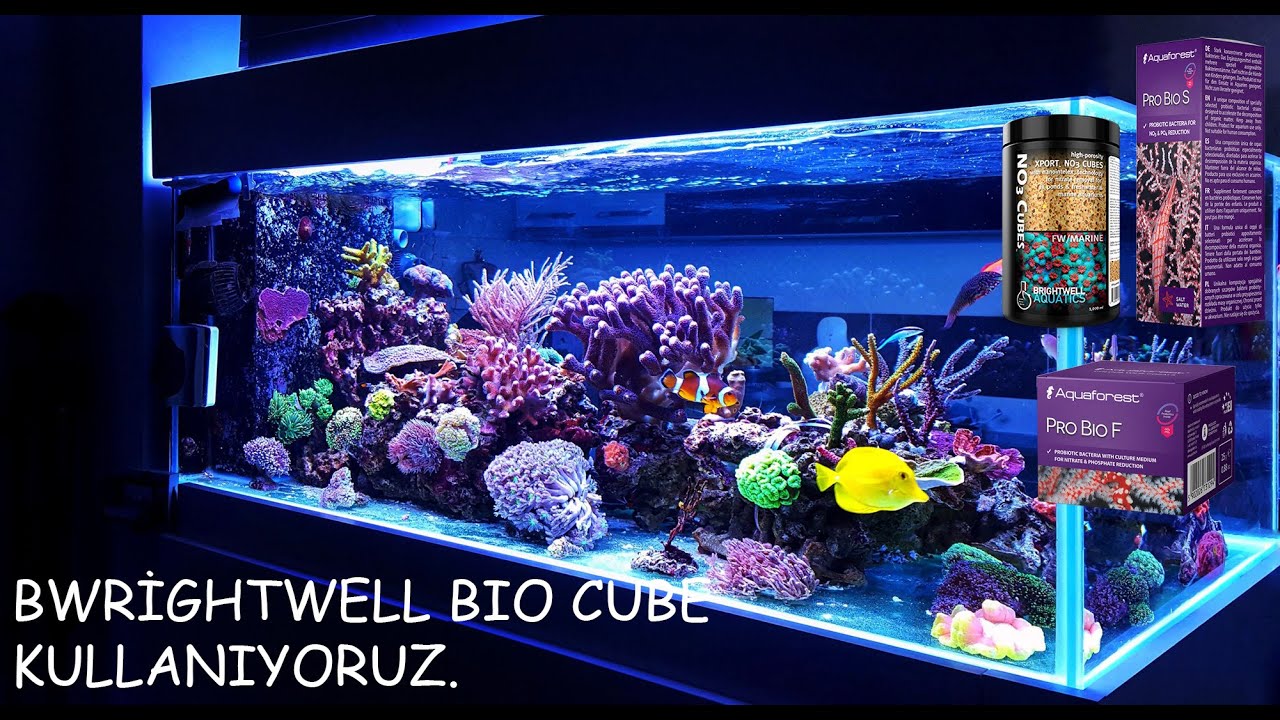 Brightwell Bio cube nasıl kullanılır.