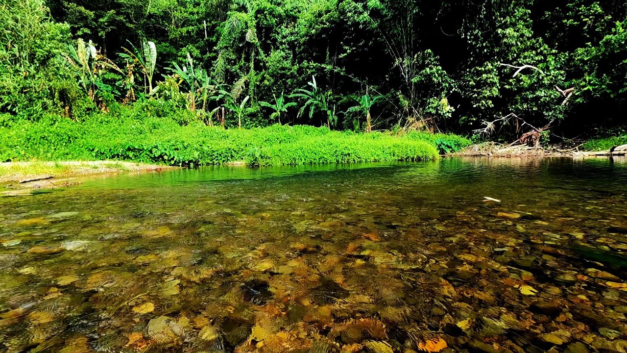 River Ambience Crystal Water | Bird sounds dan relaxing