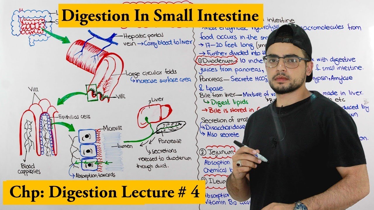 Digestion in small intestine