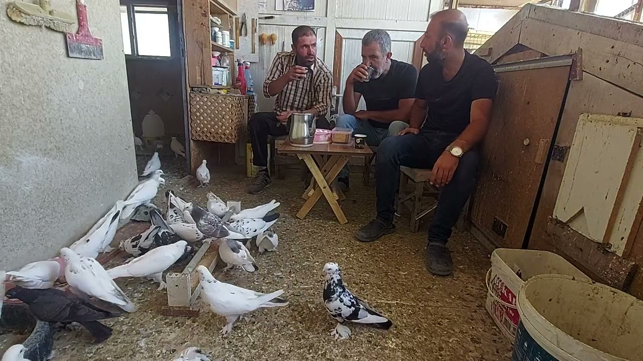 SİNAN GÜLTEPE (ASİLVALI) ABİNİN MİSAFİRİ OLDUK DOST MUHABBETİ İYİ SEYİRLER