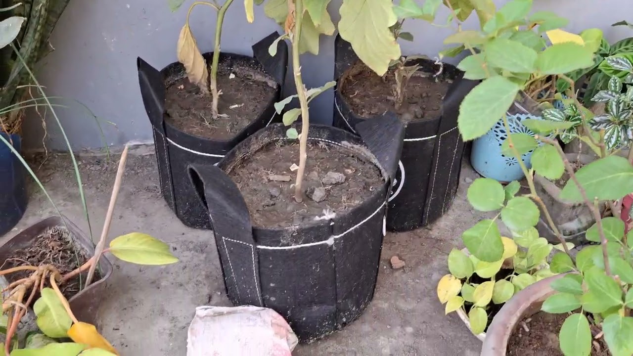 শীতের জানুয়ারিতে ছাদ বাগানে রঙিন ফুলের সমাহার 🌸 | Roof Garden in Winter।