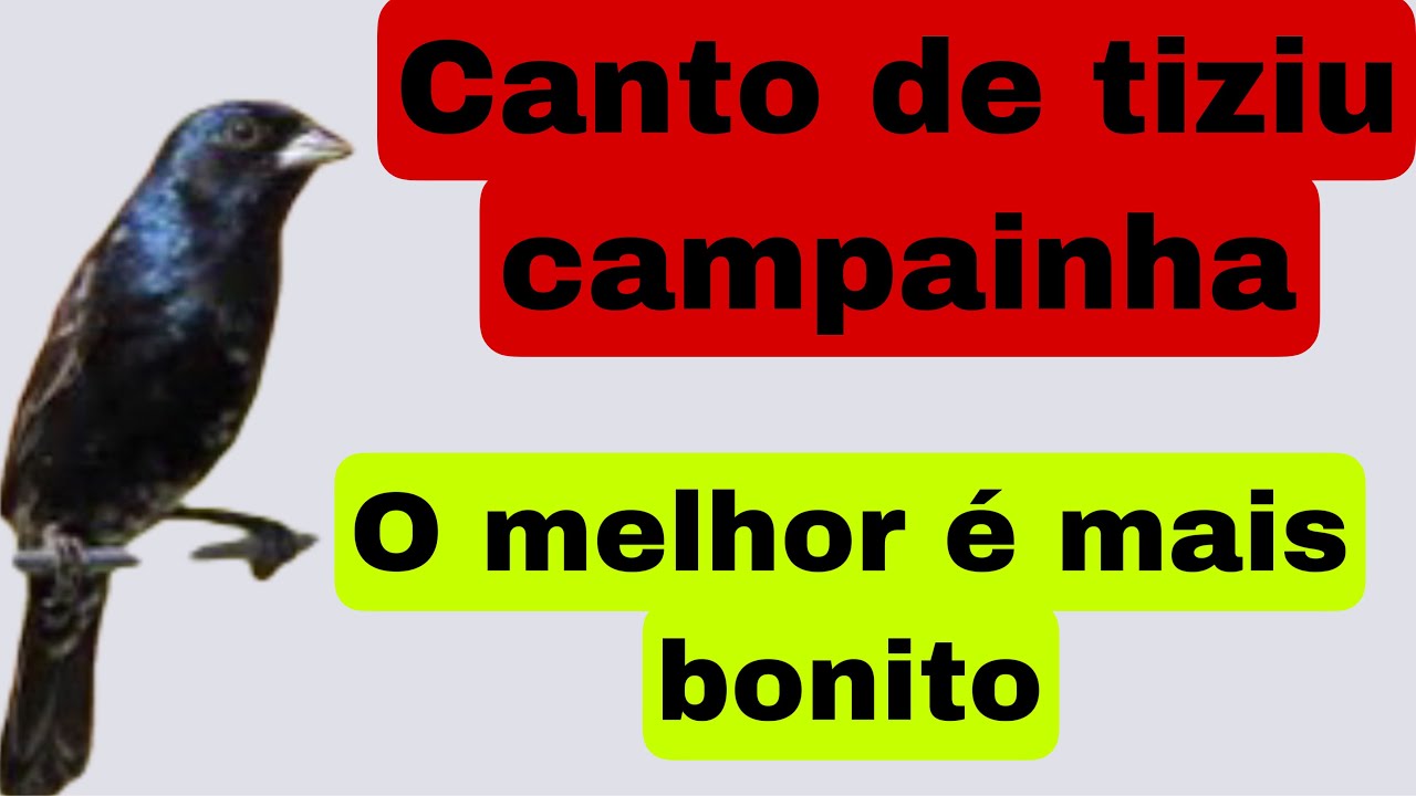 O CAMPAINHA CANTO BONITO
