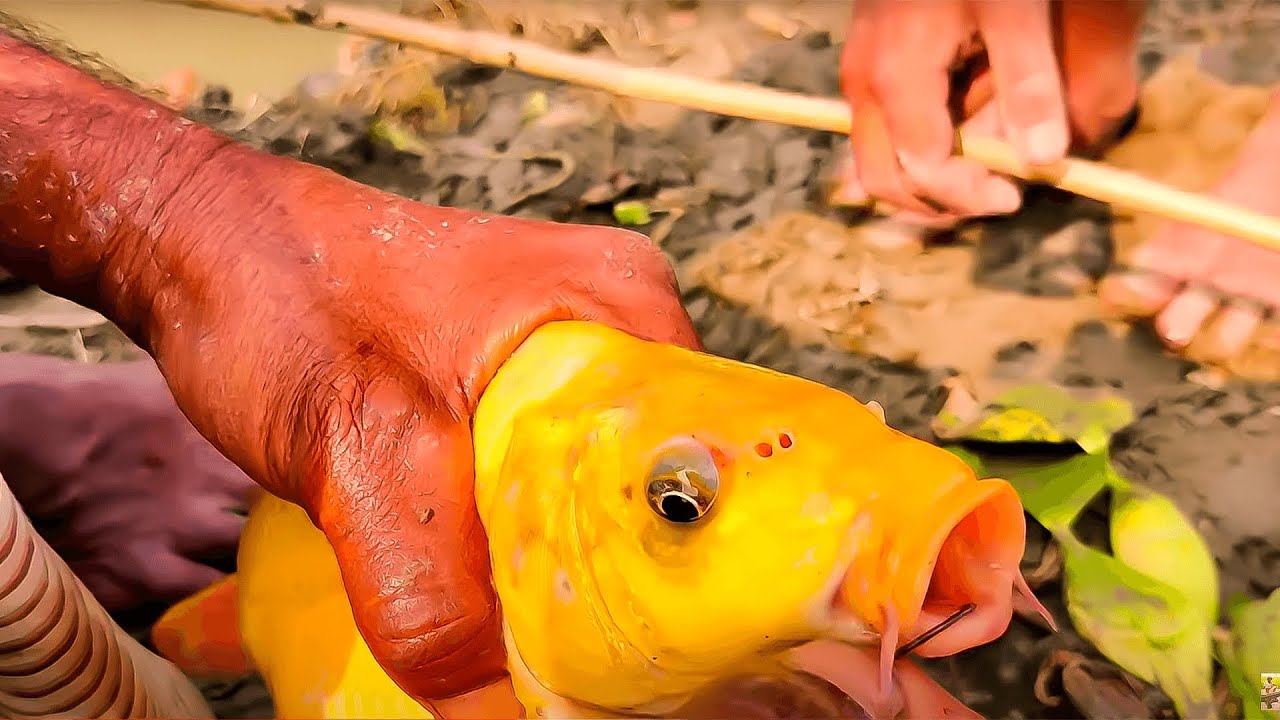 Traditional hook fishing || fishing with hook || Ht fishing video ||