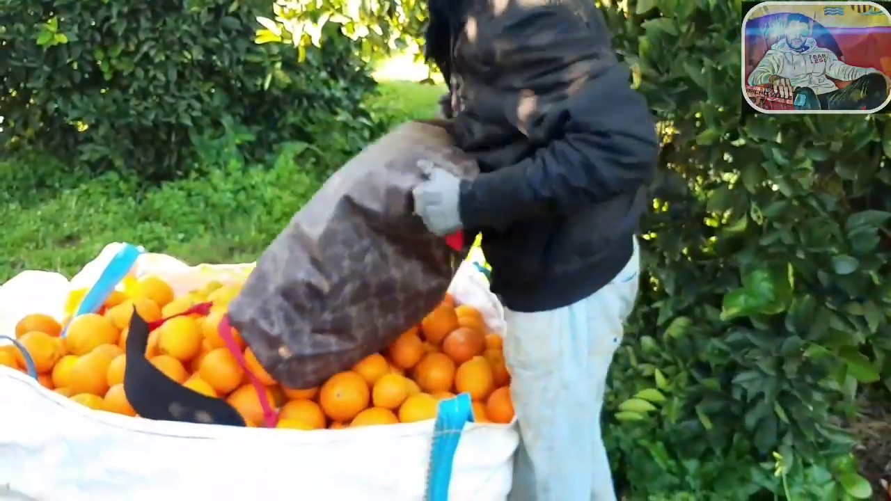 جني البرتقال بإسبانيا