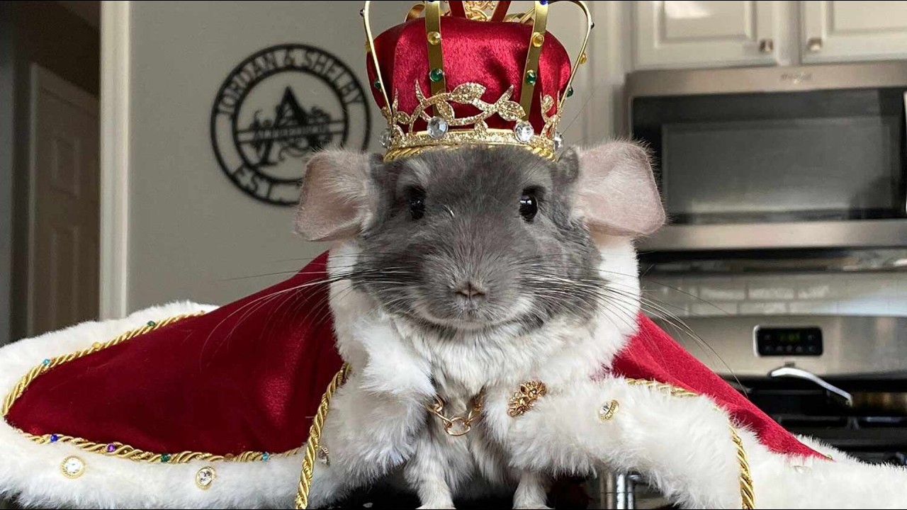 Cute And Funny Chinchilla Videos Compilation