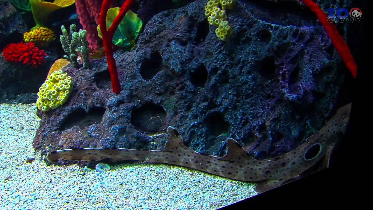 Sumérgete en los 20 años del Aquarium de Zoo de Madrid