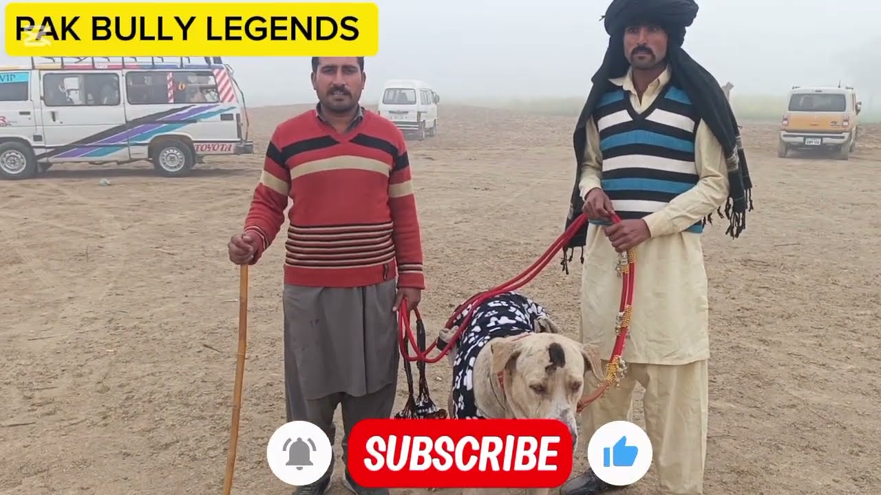 Behtareen Bully Dog Pakistan | Solid Chest & Heavy Head | Real Bully Power 💪 | Pak Bully Legends