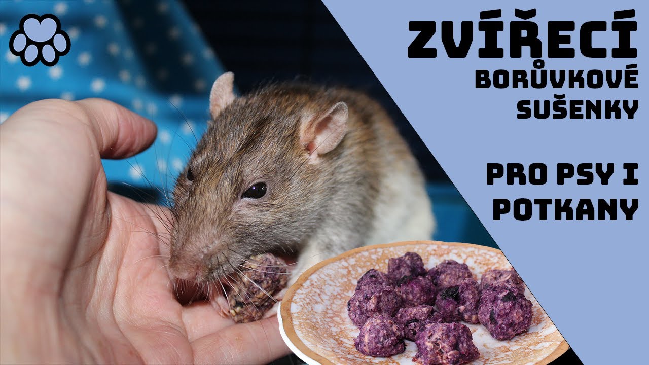 Sušenky pro psy potkany a dokonce i lidi