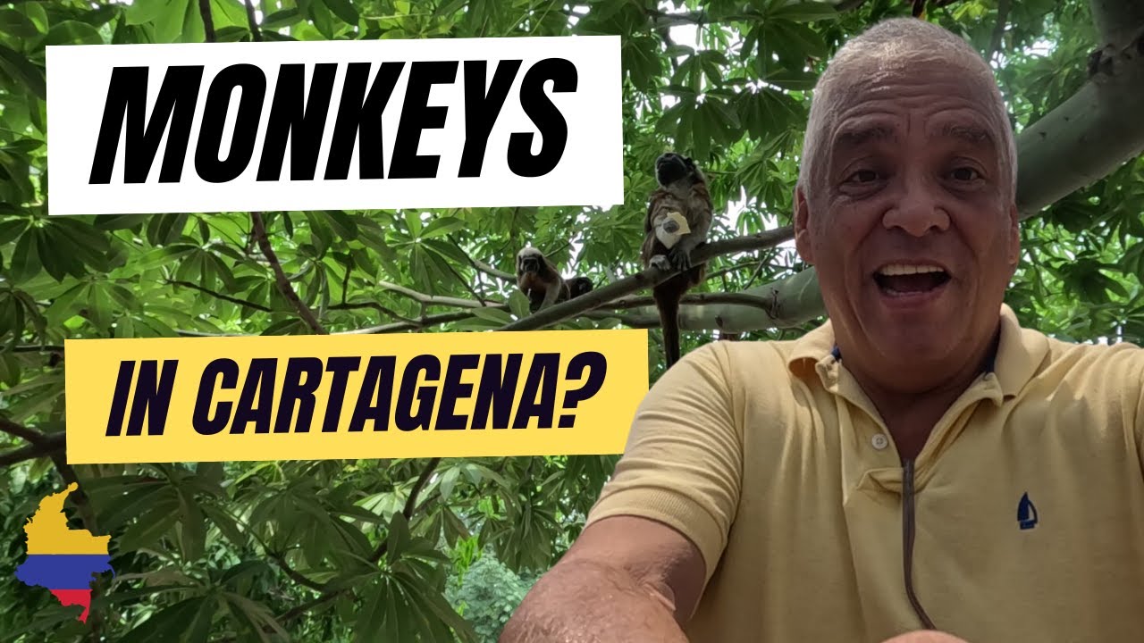 Cartagena 🇨🇴 Monkeys ?? ,🐒🐵Parque Centenario at Getsemaní an urban park with wild animals.
