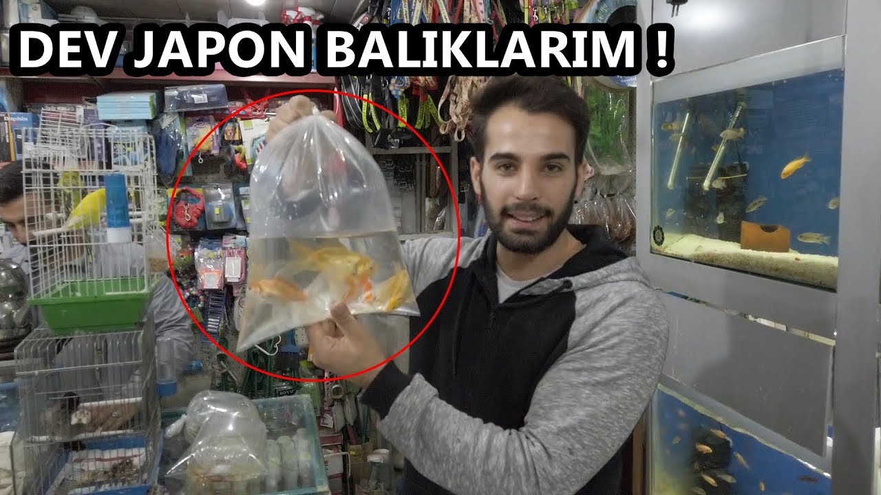 DEV JAPON BALIKLARI ALDIM! ( YENİ BALIKLARIM )