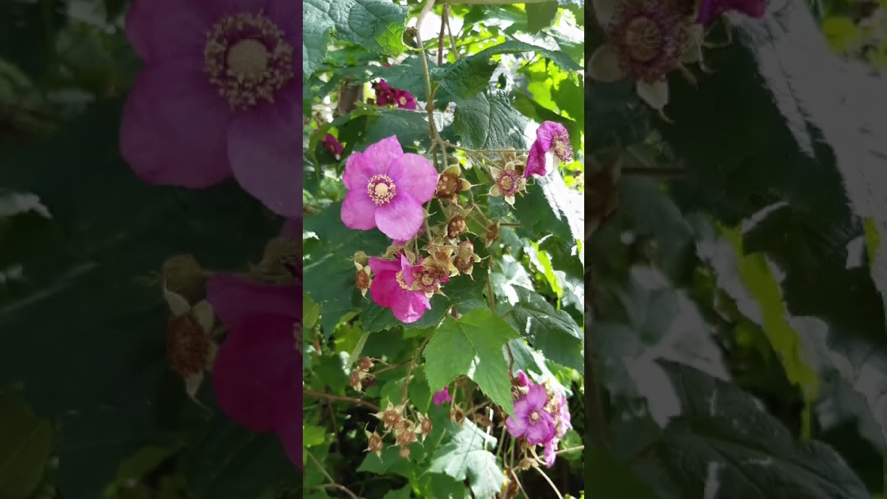 Малина душистая ( малиноклён душистый) / Purple flowering raspberry