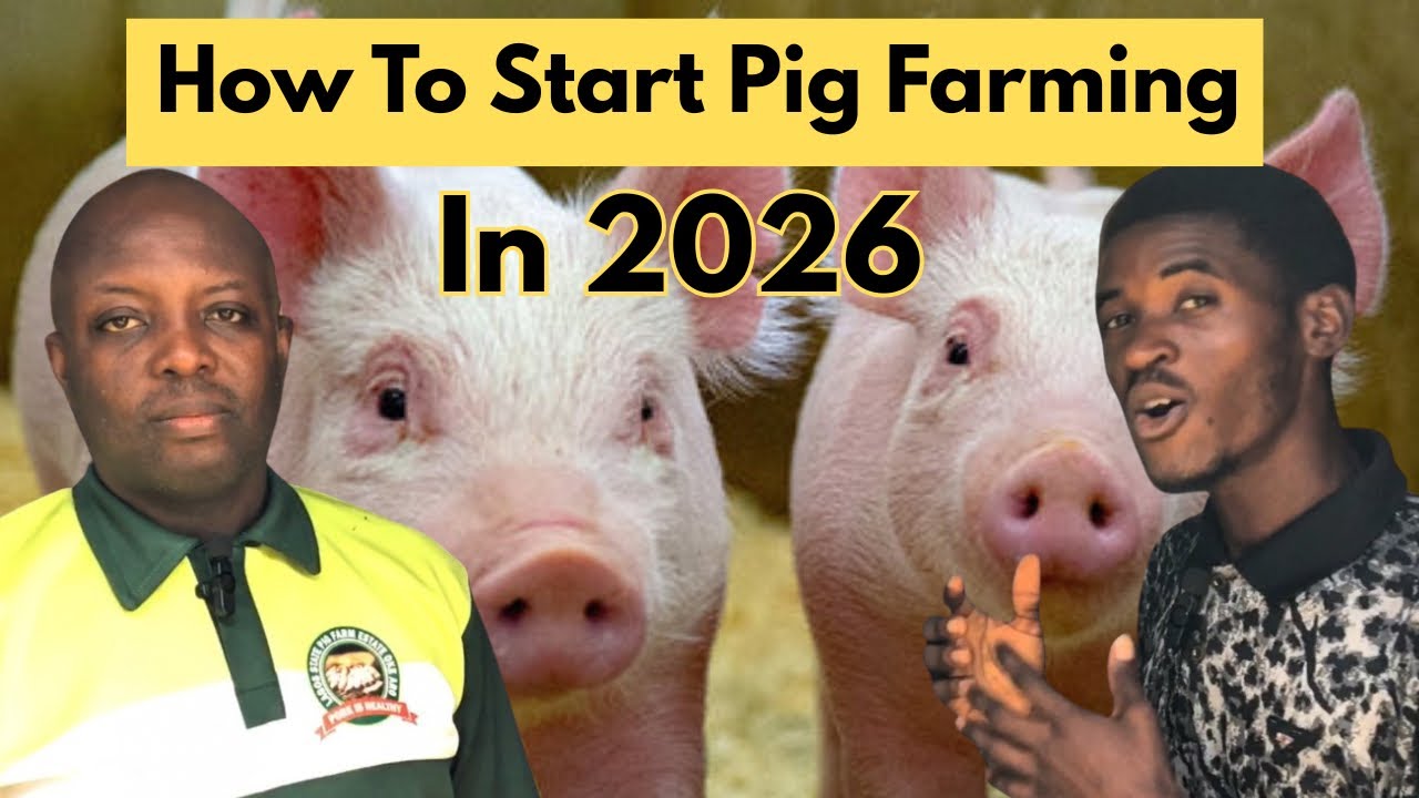 How he made 10 Million in Pig Farming 