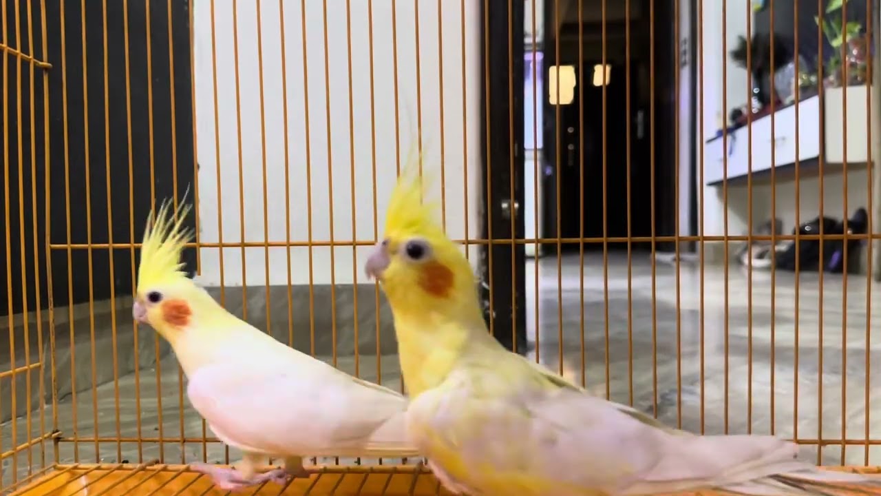 Cocokatiel Partot Singing