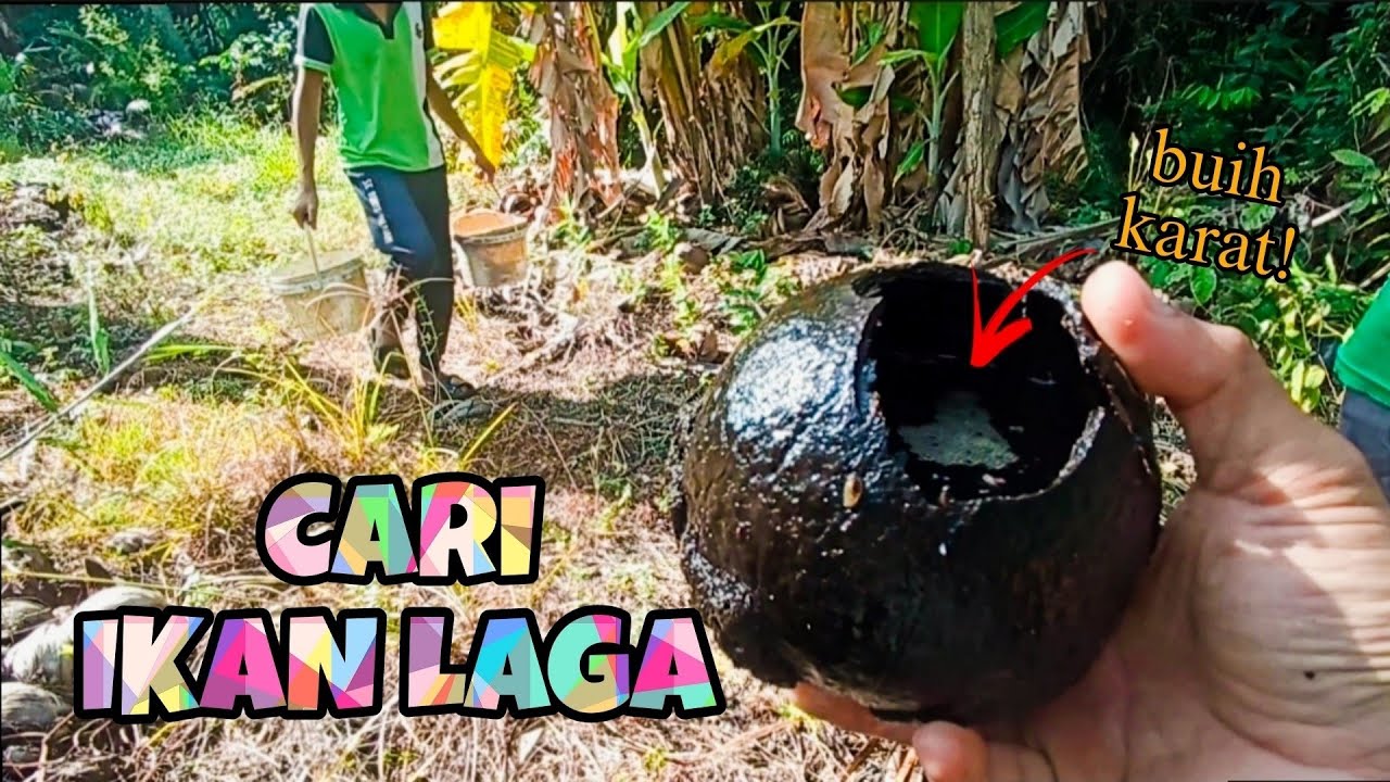 #EP1171 Cari Ikan Laga Kampung | Cara Lama | Nostalgia