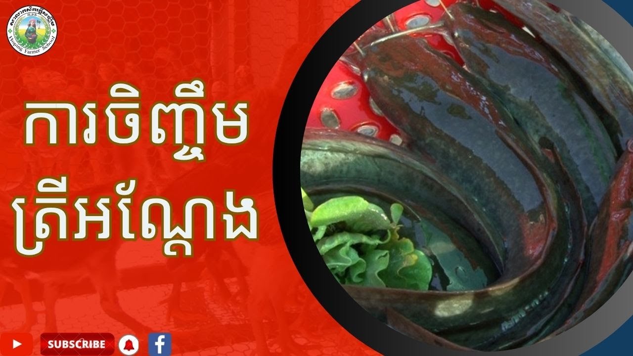 ការចិញ្ចឹមត្រីអណ្តែង
