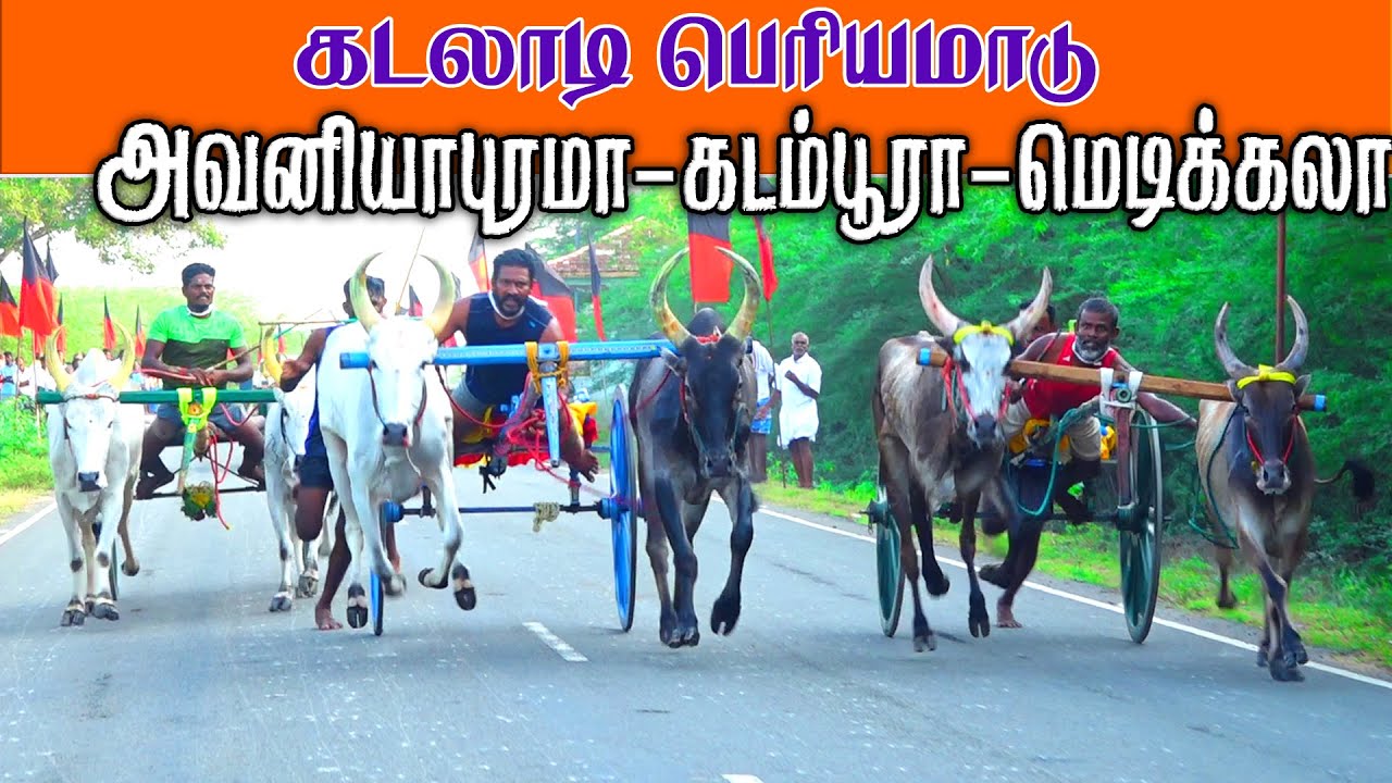 2 கடலாடி  திமுக வடக்கு ஒன்றியம்  பெரியமாடு மாட்டுவண்டி பந்தயம் | Aps videos | rekla race