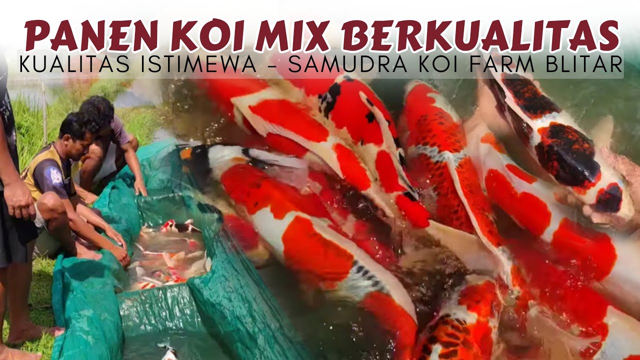 Bagus Semua❗Panen Ikan Koi Kualitas Super | Samudra Koi Farm Blitar 
