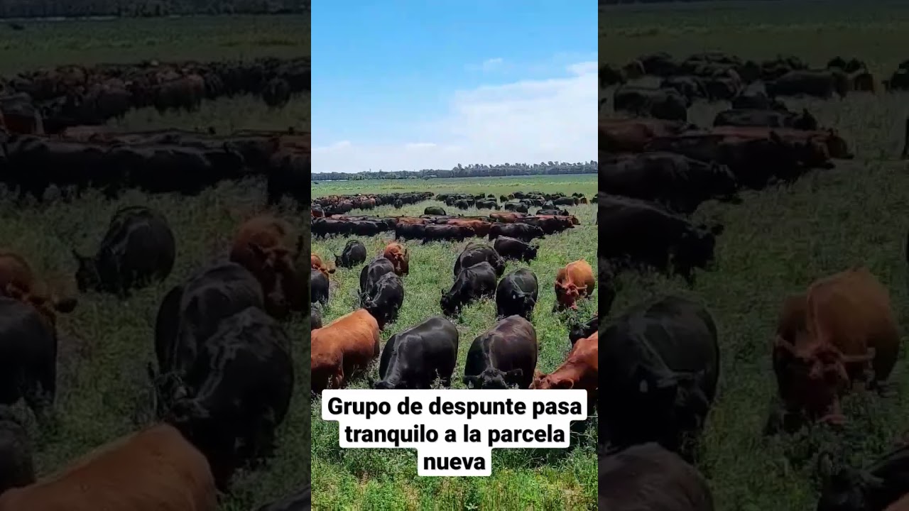 Cambios de parcela grupo despunte, pasan lentamente sin pisotear el pasto nuevo.
