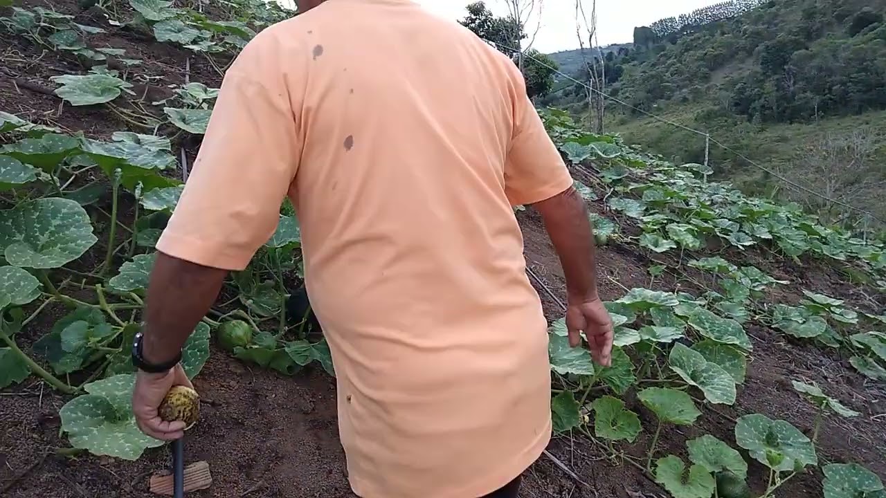 Roça de abóbora