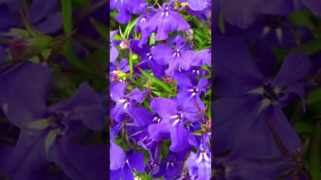 🌺Лобелия,изюминка любого  сада🌺 