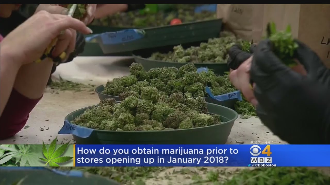 The Law Behind Legal Marijuana In Massachusetts