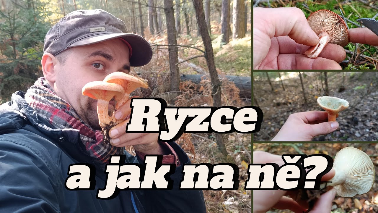 Ryzce a jak na ně? Návod - 4K - Našel jsem 20 ryzců smrkových na jednom místě! #ryzec #houby 2024