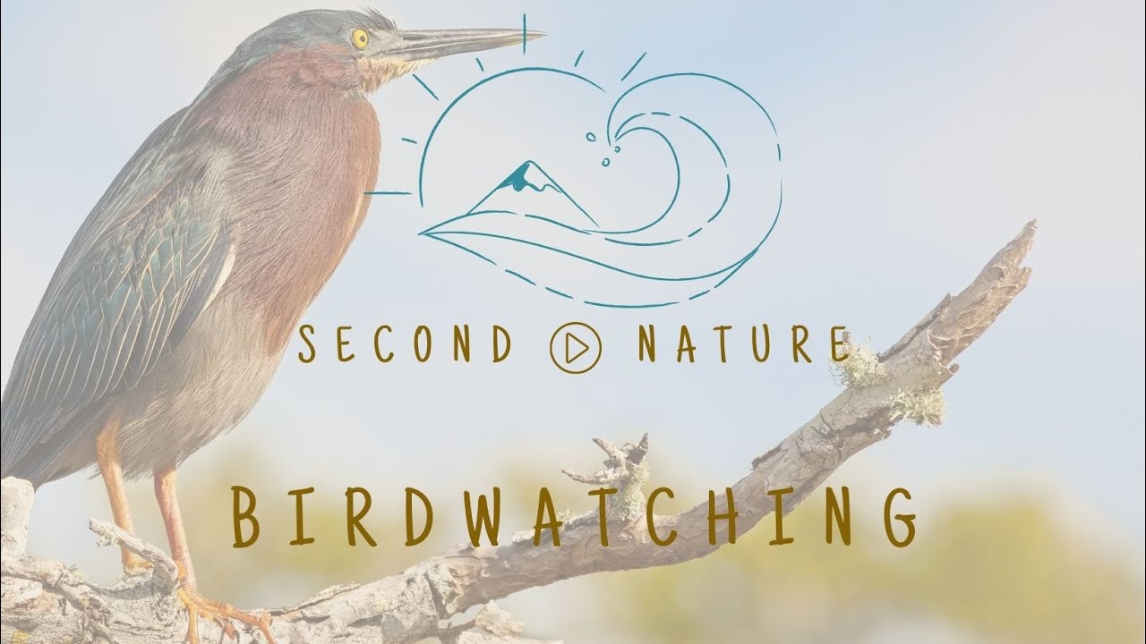 Best Birding In San Diego