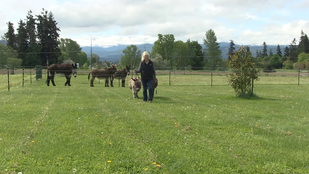 Donkey Training - Walk Two Donkeys