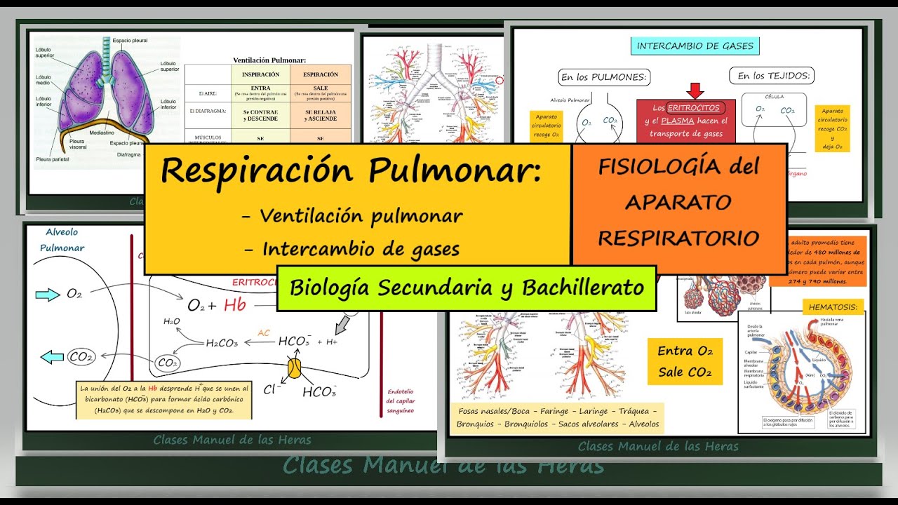 Intercambio de Gases en los Alvéolos. Ventilación Pulmonar. Fisiología Aparato Respiratorio.