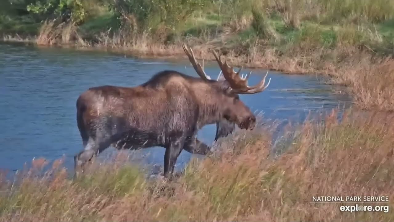 Massive Bull Moose Moves Bear 273 & Strolls through the Brooks River Spit KRV 09/16/2025 explore.org